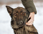 Собаки в Москве: Пес-подросток Арсений, отличный компаньон и охранник в добрые руки Мальчик, 10 руб. - фото 3