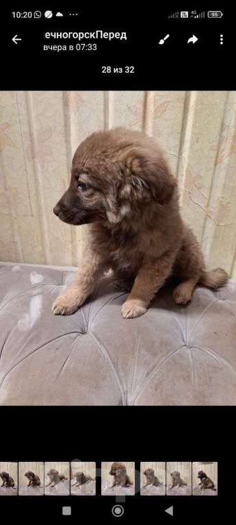 Собаки в Солнечногорске: Солнышко из Курска Девочка, Бесплатно - фото 2