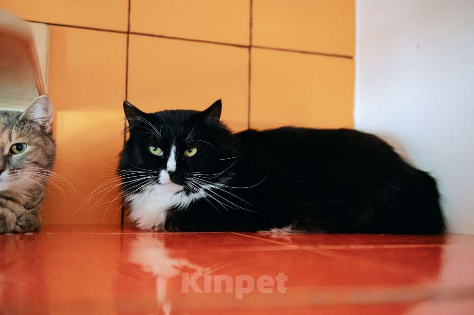 Кошки в других городах Московской области: Мокко в поисках дома! Мальчик, Бесплатно - фото 3