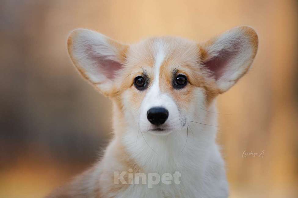 Собаки в Москве: Галь Гадот Из Дома Венгрэ Девочка, 120 000 руб. - фото 2