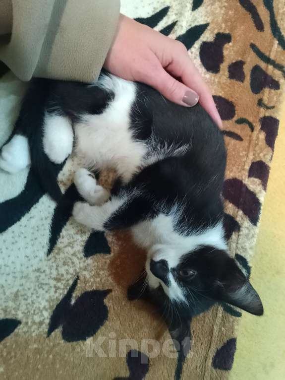 Кошки в Реутове: Отдаëм котëнка в добрые руки Мальчик, 1 руб. - фото 2