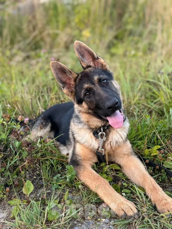 Собаки в Екатеринбурге: Продажа Девочка, 15 000 руб. - фото 6