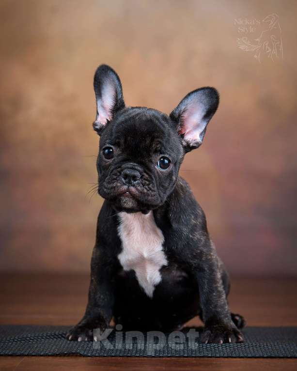 Собаки в Ростове-на-Дону: Готовы к переезду. Девочка, 35 000 руб. - фото 5