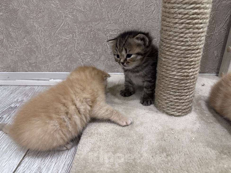 Кошки в Вологде: Шотландские вислоухие котята Мальчик, 10 000 руб. - фото 4