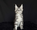 Кошки в Москве: Мейн-кун мальчик Мальчик, 40 000 руб. - фото 3