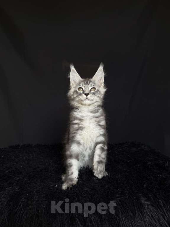 Кошки в Москве: Мейн-кун мальчик Мальчик, 40 000 руб. - фото 3