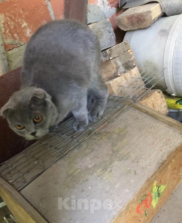 Кошки в Голицыно: Найден вислоухий серый котик Девочка, Бесплатно - фото 1