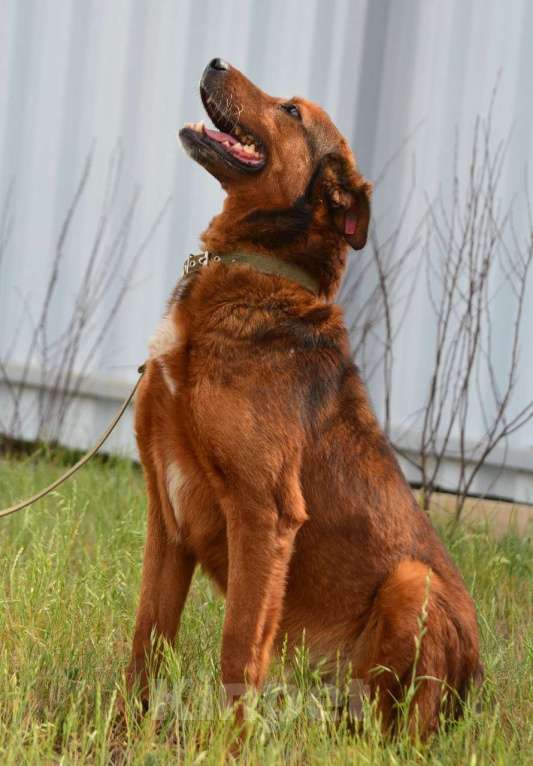 Собаки в Воронеже: Верный пёс в добрые руки  Мальчик, Бесплатно - фото 6