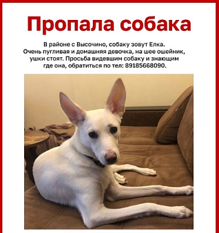 Объявление: Потерялась белая собака с ошейником, 5 000 руб., Ростов-на-Дону
