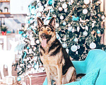 Собаки в Москве: Овчарка Джони ищет дом, Бесплатно - фото 3