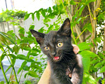 Кошки в Мелеузе: Котенок, Бесплатно - фото 2