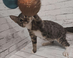 Кошки в Рязани: Котятки, Бесплатно - фото 1