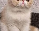 Кошки в Болхове: Котята экзотические короткошерстные, 30 000 руб. - фото 1