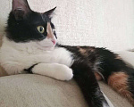Кошки в Казани: Трёхцветная кошка Девочка, 10 руб. - фото 1