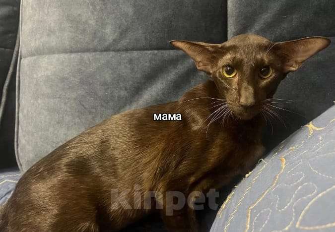 Кошки в Москве: Шикарные ориентальные котята Мальчик, 45 000 руб. - фото 5