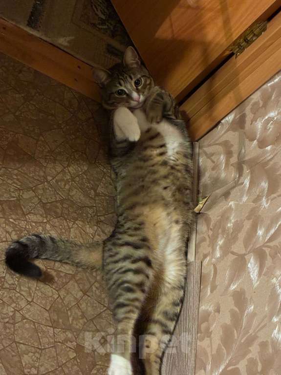 Кошки в Самаре: Отдам в добрые руки  Мальчик, Бесплатно - фото 3