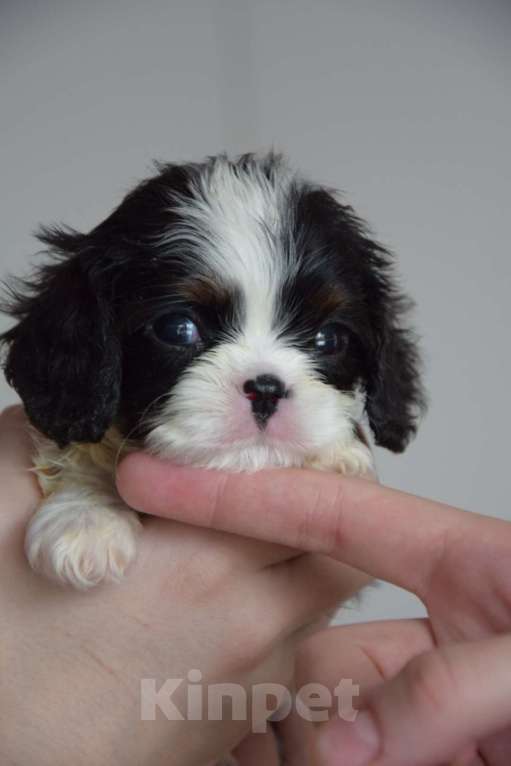 Собаки в Москве: Кавалер Кинг Чарльз Спаниель щенки Разнополые, 90 000 руб. - фото 4