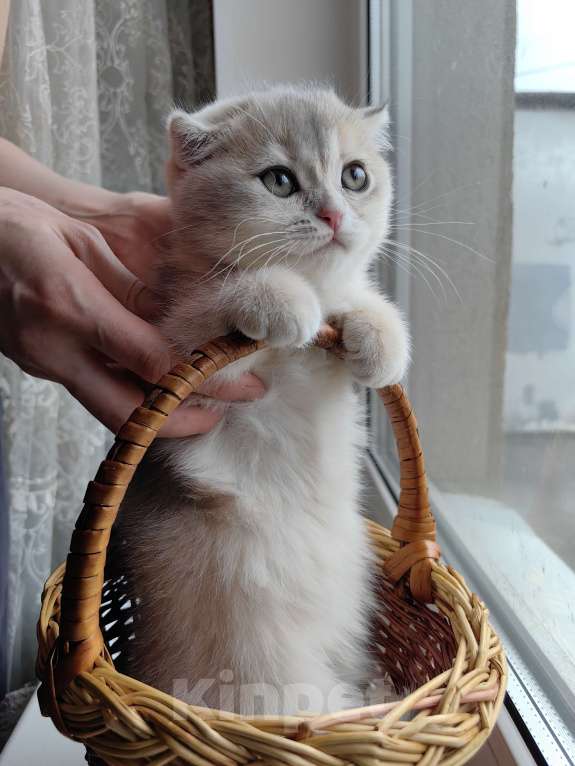 Кошки в Москве: Violet Luna Девочка, 50 000 руб. - фото 6