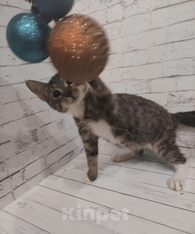 Кошки в Рязани: Котятки, Бесплатно - фото 1