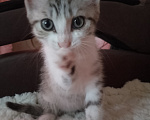 Кошки в Кургане: ❗ отдам котенка в добрые руки ❗ Девочка, Бесплатно - фото 3