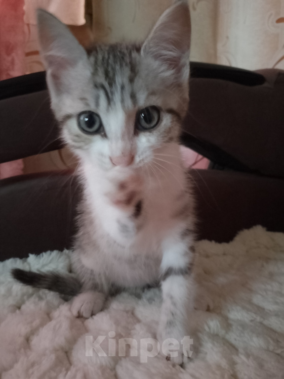 Кошки в Кургане: ❗ отдам котенка в добрые руки ❗ Девочка, Бесплатно - фото 3