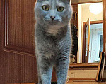 Кошки в Москве: Серо-голубая красавица Анфиса  ищет новый дом Девочка, 10 руб. - фото 3