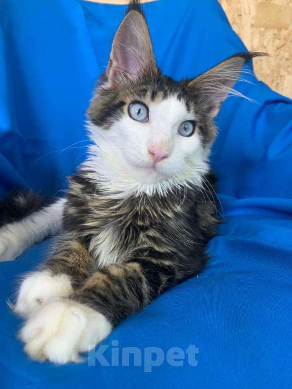 Кошки в Тамбове: Мейн-кун голубые глаза  Мальчик, 150 000 руб. - фото 7