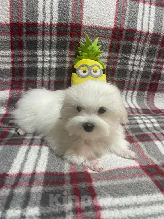 Собаки в Сургуте: Щенок Мальтезе мальчик 5 месяцев Мальчик, 100 000 руб. - фото 8