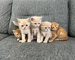 Кошки в Нижнем Новгороде: Шотландские вислоухие котята Мальчик, 3 000 руб. - фото 1