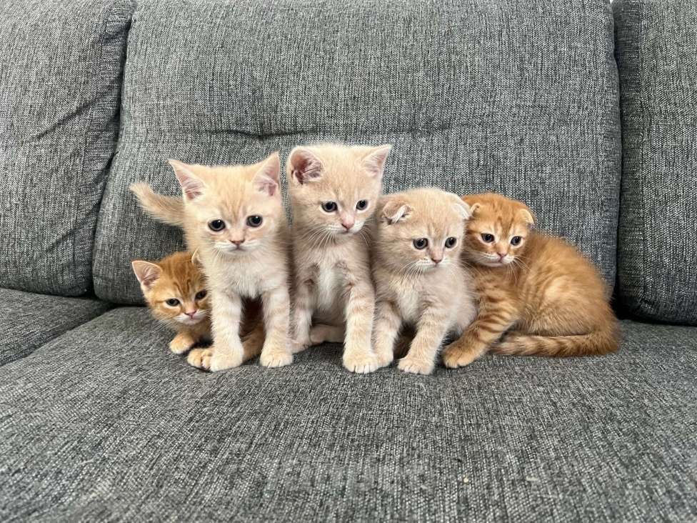 Кошки в Нижнем Новгороде: Шотландские вислоухие котята Мальчик, 3 000 руб. - фото 1