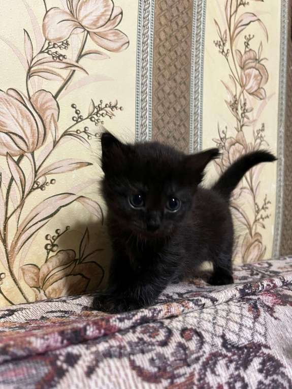 Кошки в Ступино: Котенок в добрые руки Девочка, Бесплатно - фото 2