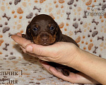 Собаки в Москве: Таксы мини -шоколадные щенки Мальчик, 40 000 руб. - фото 5