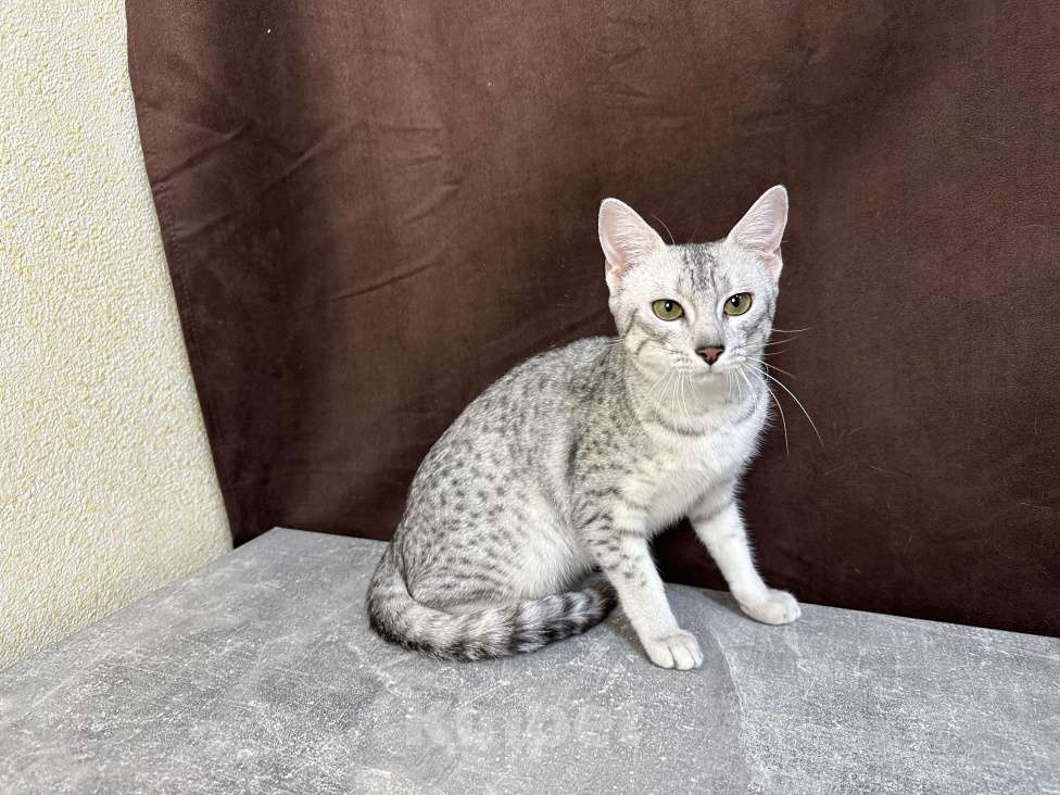 Кошки в Москве: котик египетская мау  Мальчик, 85 000 руб. - фото 5