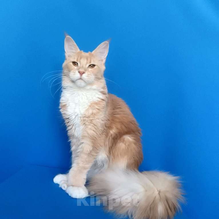 Кошки в Москве: Мейн-Кун полидакт Девочка из питомника Девочка, 40 000 руб. - фото 3