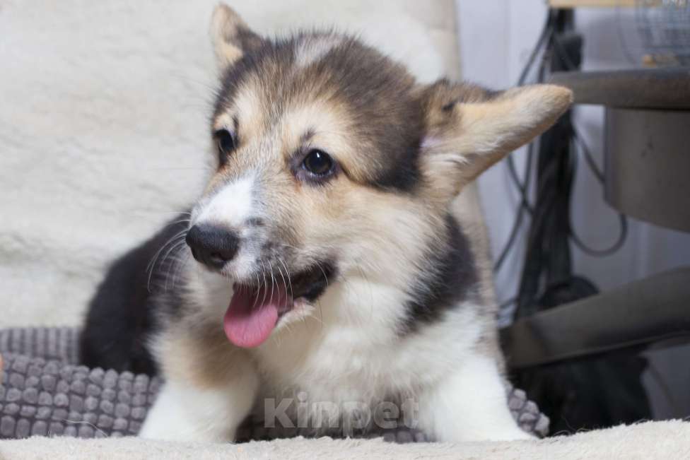 Собаки в Краснодаре: Вельш корги пемброк - шикарные щенки Мальчик, 55 000 руб. - фото 1