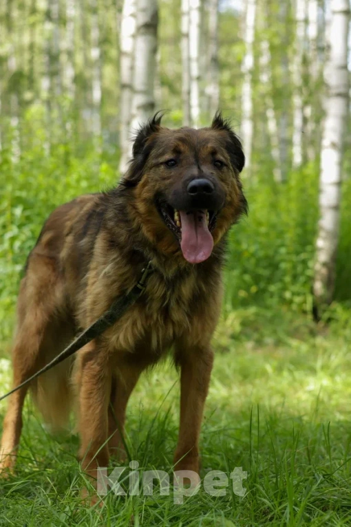 Собаки в Ногинске: Рыже-лохматое солнышко Нильс ищет дом Мальчик, Бесплатно - фото 6