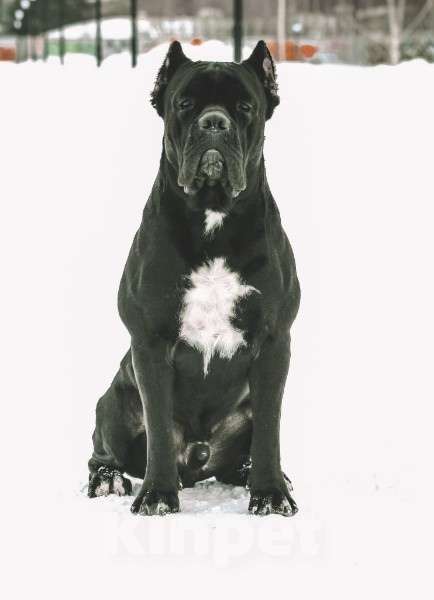 Собаки в Нижнем Новгороде: Кане Корсо  Мальчик, Бесплатно - фото 2