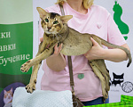Кошки в других городах Московской области: Ориентальный кот Мальчик, Бесплатно - фото 7