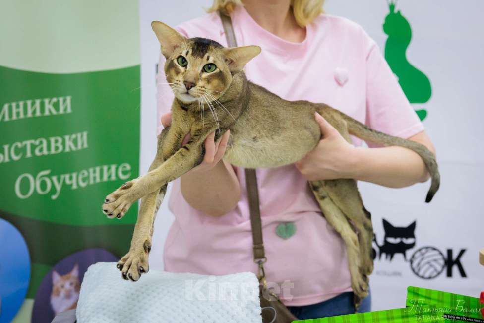 Кошки в других городах Московской области: Ориентальный кот Мальчик, Бесплатно - фото 7