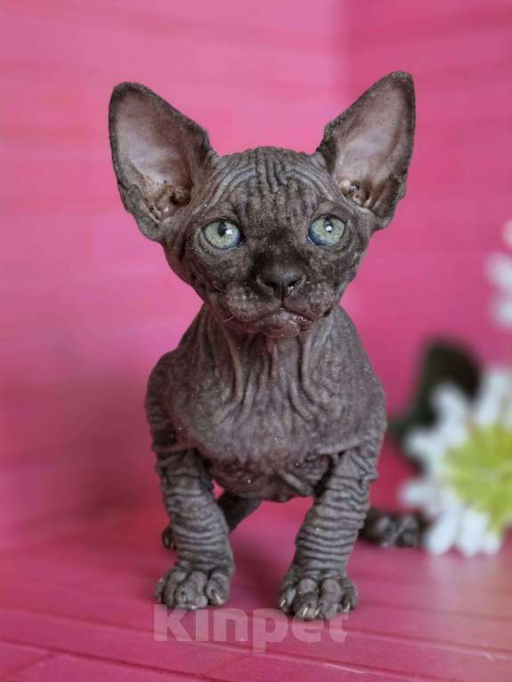 Кошки в Москве: Два мальчика сфинкс черный и шоколадный Мальчик, 20 000 руб. - фото 2