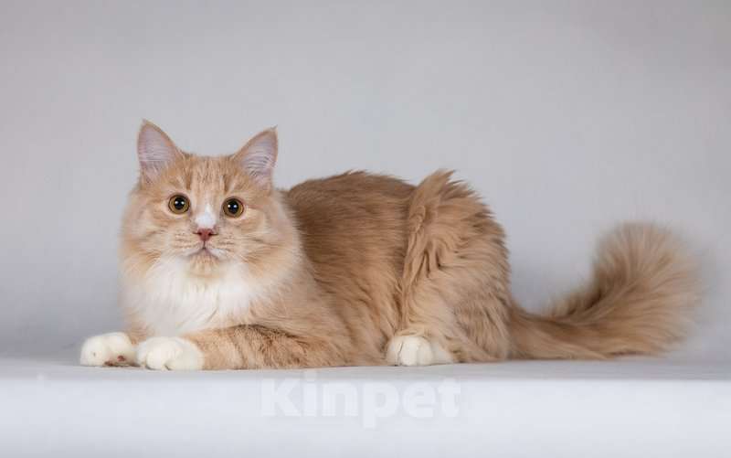 Кошки в Москве: Мурчик - самый ласковый, дружелюбный и контактный котик.  Мальчик, Бесплатно - фото 6