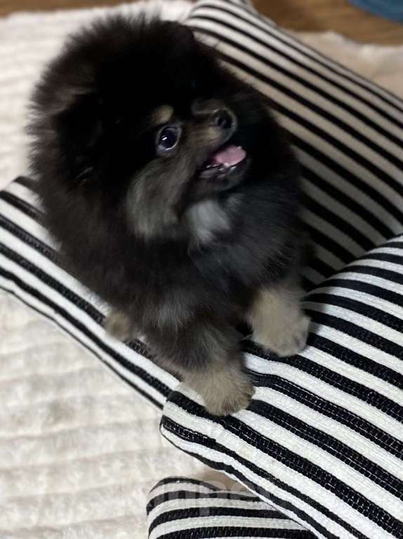 Собаки в Москве: Померанский шпиц  Мальчик, 40 000 руб. - фото 4