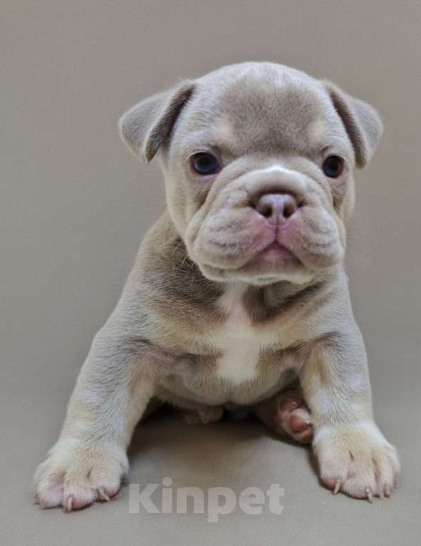 Собаки в Тюмени: Французский Бульдог Изабелла мальчики Мальчик, 80 000 руб. - фото 3