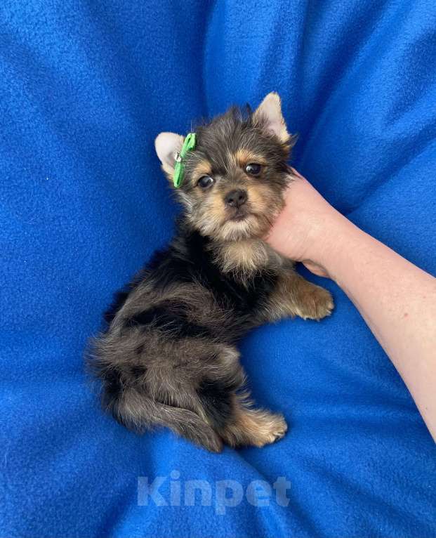 Собаки в Москве: Мерле йорк мальчик стандарт игривый Мальчик, 50 000 руб. - фото 4