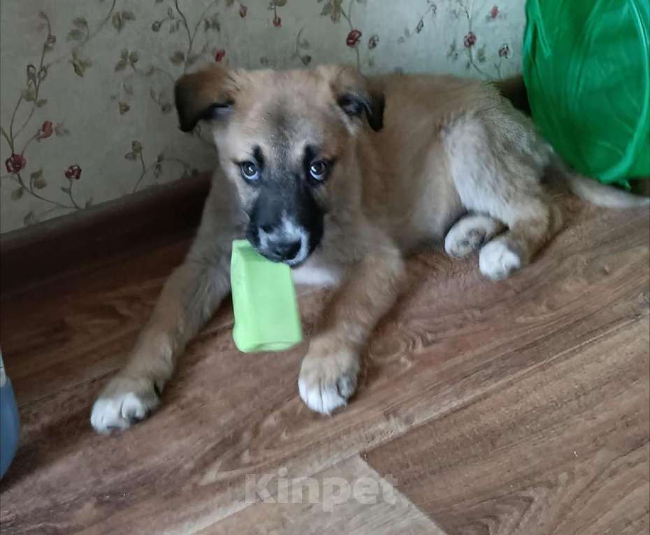 Собаки в Москве: Маленькое счастье - щенок Тишка ищет дом! Девочка, Бесплатно - фото 3