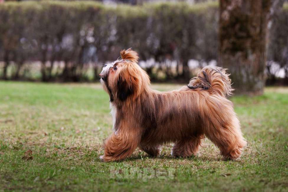 Собаки в Смоленске: Лхасский апсо щенки подрощенные кобели Мальчик, 40 000 руб. - фото 5