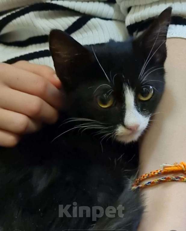 Кошки в Москве: В добрые руки котёнок маркизного окраса  Мальчик, Бесплатно - фото 4