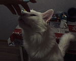 Кошки в Химках: Кот Мейн-Кун ищет заботливых хозяев Мальчик, 10 000 руб. - фото 2