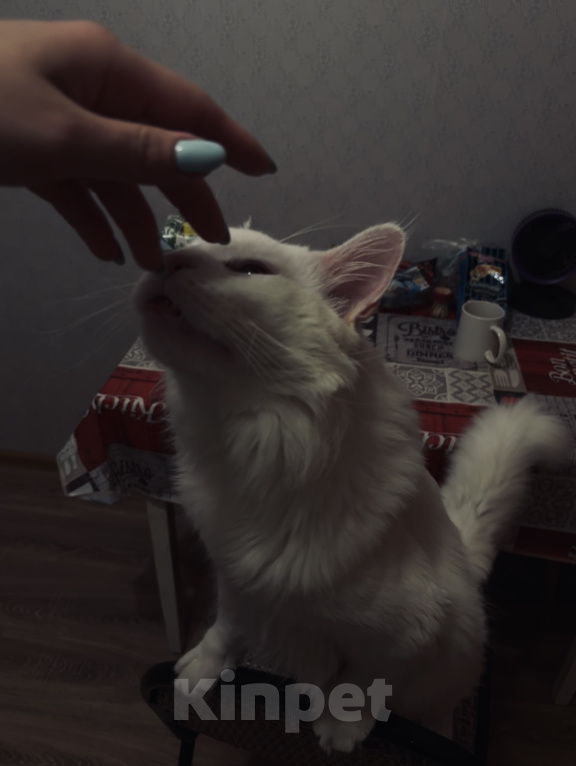 Кошки в Химках: Кот Мейн-Кун ищет заботливых хозяев Мальчик, 10 000 руб. - фото 2