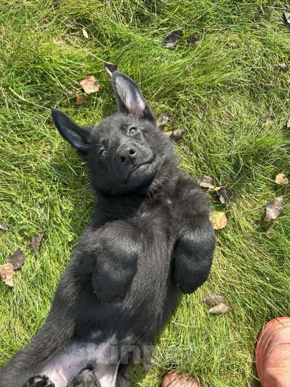 Собаки в Дубне: Илай ищет своего человека  Мальчик, 70 000 руб. - фото 2